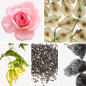 Preview: Duftnoten: Rose, Birne, Yang-Ylang, Ambrettsamen, Moschus